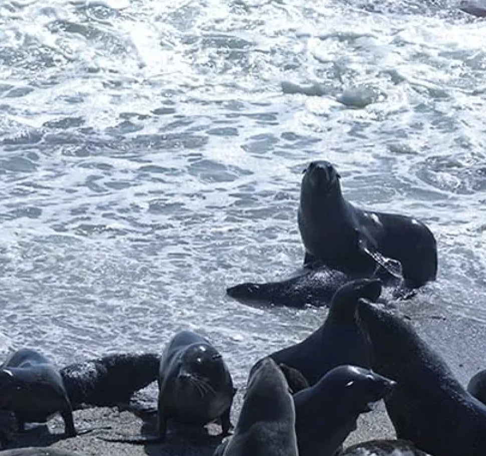 high head beach seals